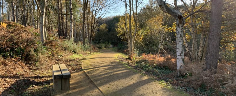 Photo a well surfaced path and a bench in woodland in autumn