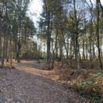 Photo a path through woodland in autumn
