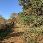 Photo of straight track along a fence