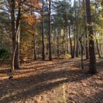 Photo a path through woodland in autumn