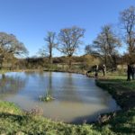 Photo of dogs enjoying the pond