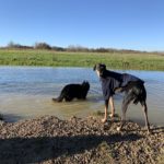 Photo of dogs enjoying the pond