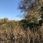 Photo of an oak tree, teasels and brambles, in a wildlife area