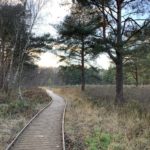 Photo of a boardwalk snaking through heather and pine trees