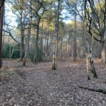 Photo of pine and birch woodland