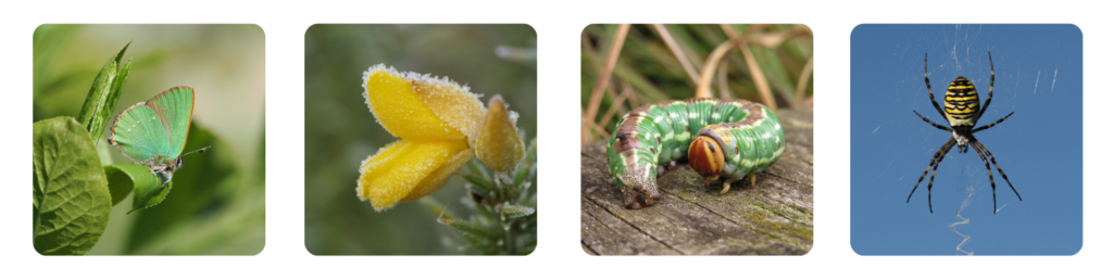 A selection of colourful heathland wildlife - green hairstreak, gorse, pine hawk moth caterpillar and wasp spider