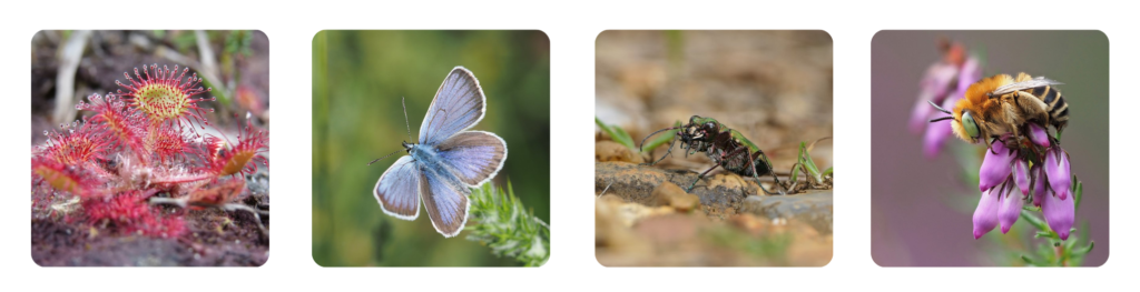 A selection of colourful heathland wildlife - sundew, silver-studded blue, green tiger beetle and green-eyed flower bee