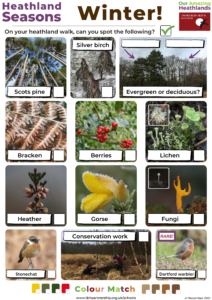Winter spotter sheet including scots pine, berries, lichen, gorse and fungi.