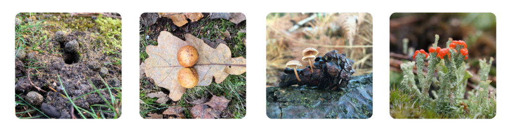 A selection of tiny nature, including a beetle burrow and fungi on a pine cone