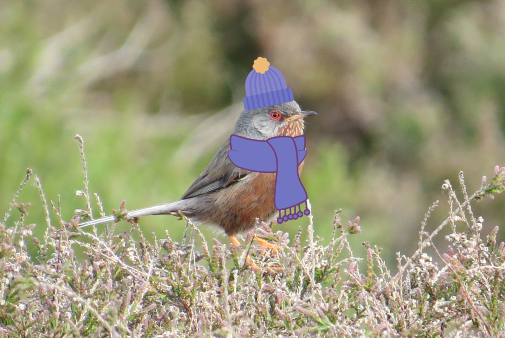 A photo of a Dartford warbler wearing a bobble hat and scarf
