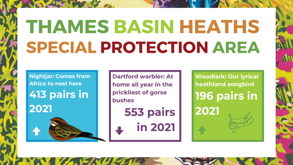 In 2021 we recorded 413 pairs of nightjars, 553 pairs of Dartford warblers and 196 pairs of woodlarks.