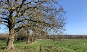 Photo of a line of mature oak trees set in grassy meadow