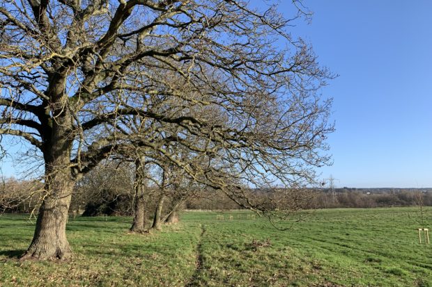 Photo of a line of mature oak trees set in grassy meadow