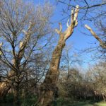 Ancient chestnut trees against a bright blue sky.