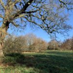 Winter meadow