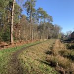 Edge of Oakham Wood on a blue sky winter day