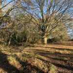 Photo of the woodland on winter