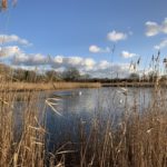 Photo taken through the reeds to where swans are swimming