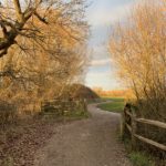 Photo taken along a path in warm evening light