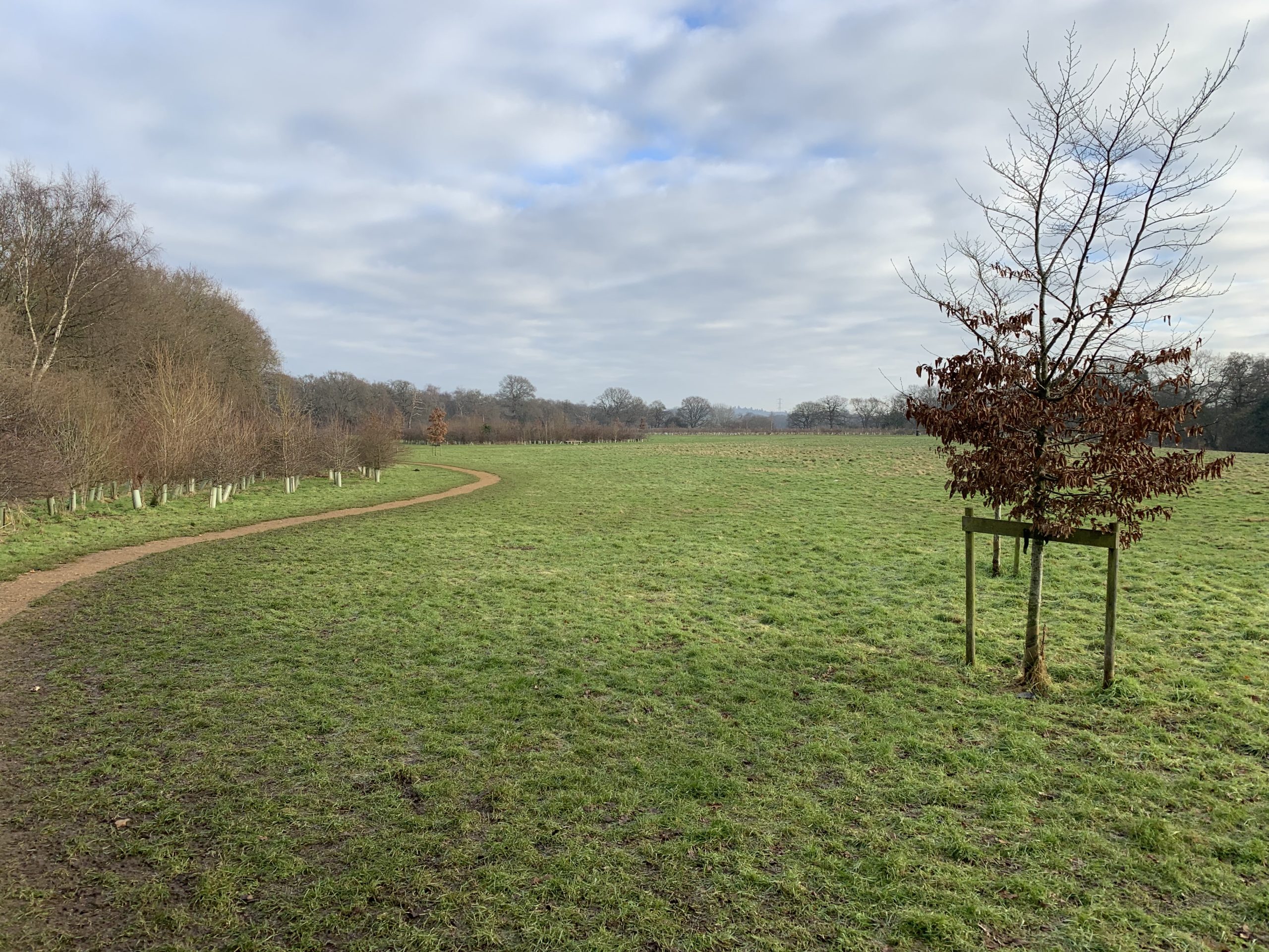 Meadow with surfaced path