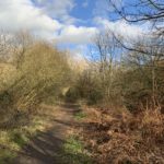 Photo of a woodland path