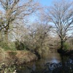 Photo of leafless oak trees in winter