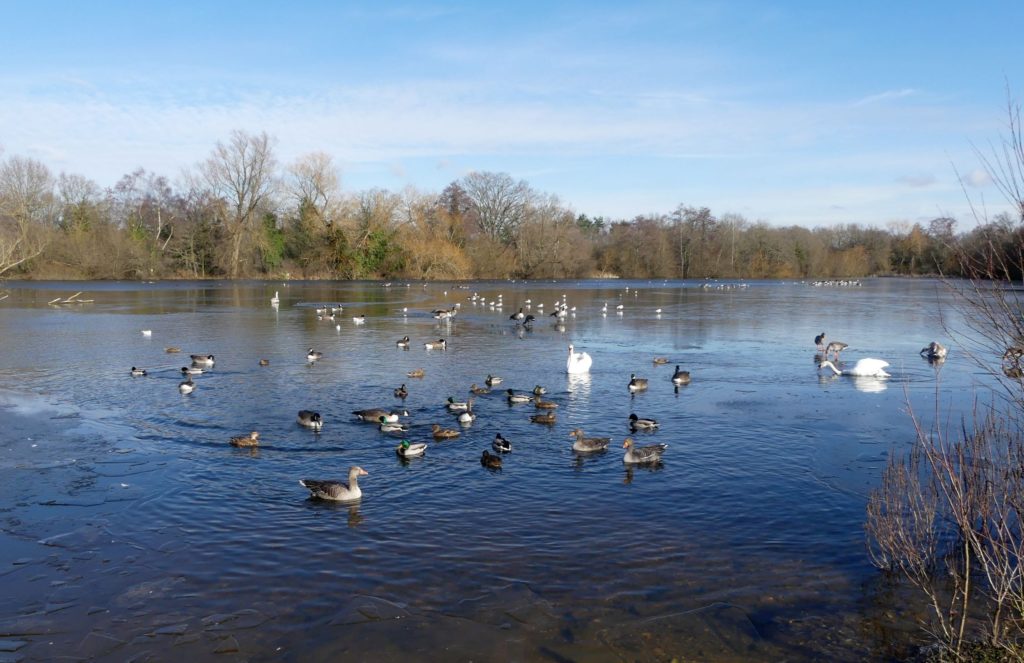 Photo of ducks and swans on the water in winter
