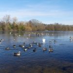 Photo of ducks and swans on the water in winter