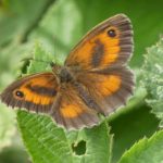 Photograph of a brown butterfly on a bramble leaf