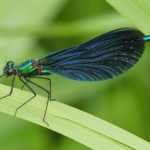 Lovely photo of an iridescent damselfly perched on a blade of grass