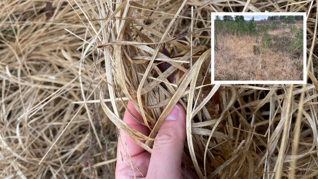 Photo of very dry grass