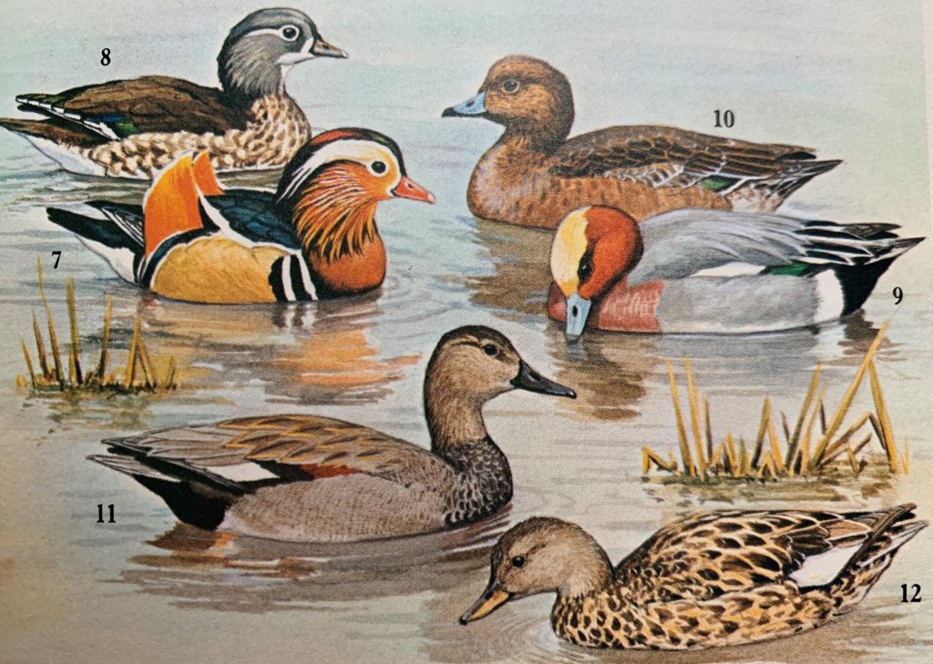 Painting of waterfowl