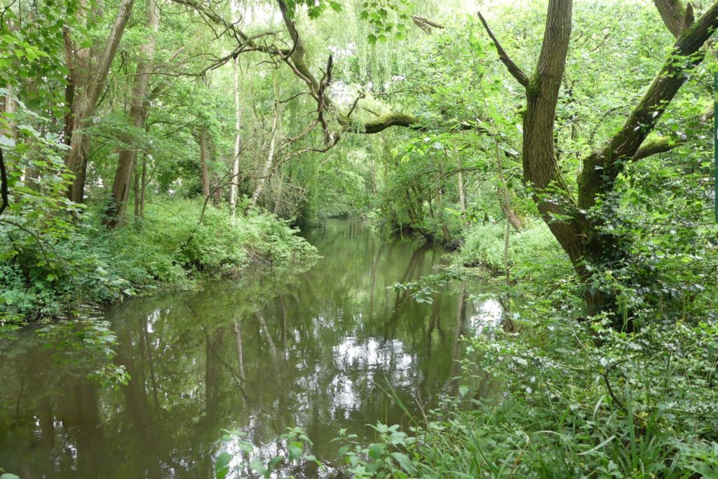 Pretty photo of the River Blackwater winding its way through lush green woodland