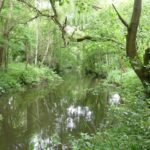Pretty photo of the River Blackwater winding its way through lush green woodland