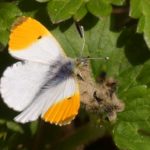 Photo of a pretty orange and white butterfly