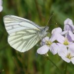 Photo of a white butterfly perched on the pale pink flowers of cuckoo flowers