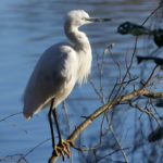 Photo of a white egret perched on a branch