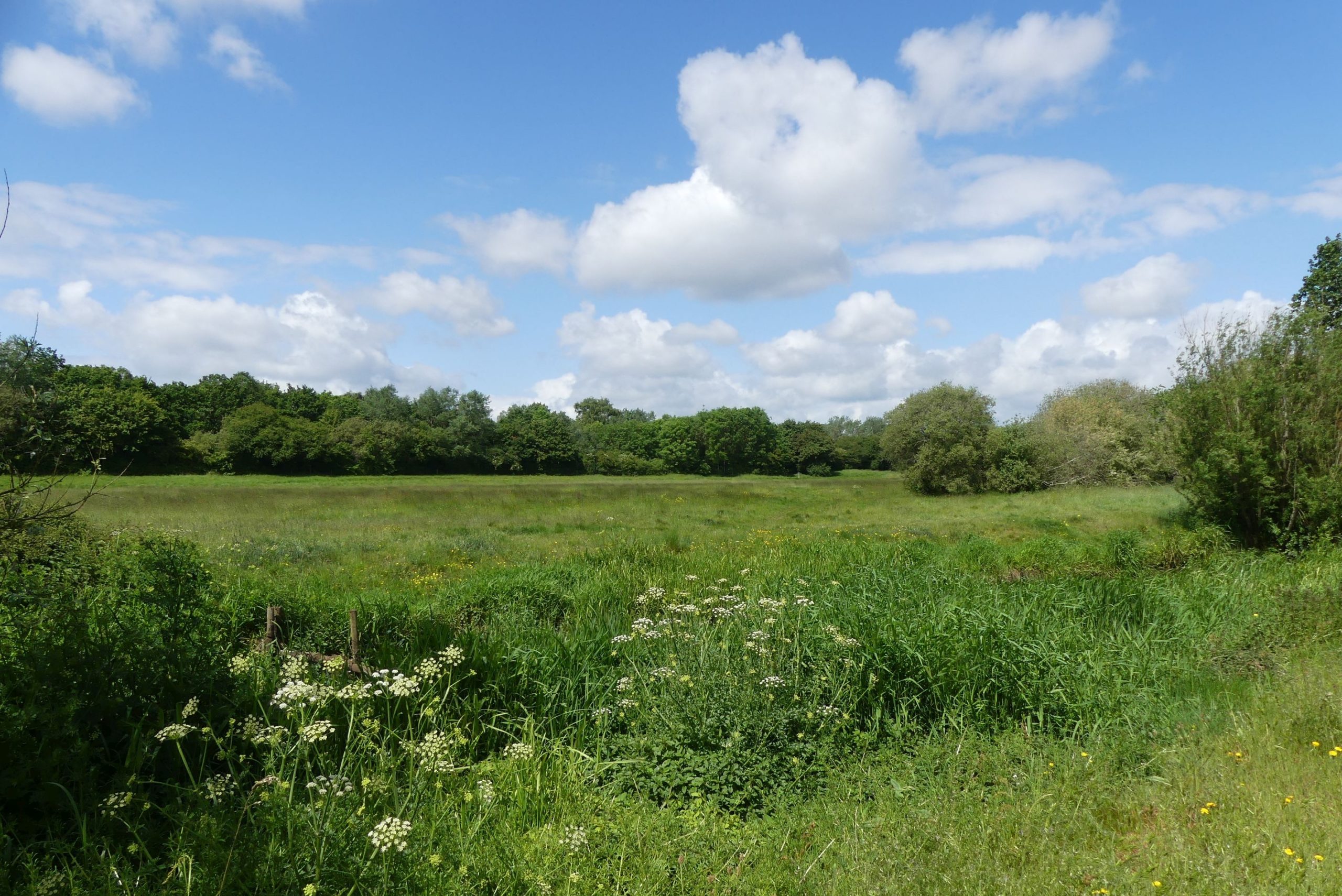 Hawley Meadows & Blackwater Park Thames Basin Heaths