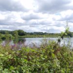 Photo of lush green lakeside in summer