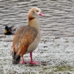 Photo of a colourful goose standing on frosty ground