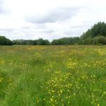 Photo of a meadow full of buttercups