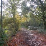 Photo of a woodland walk in autumn