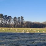 Photo of sheep grazing in a sunny field