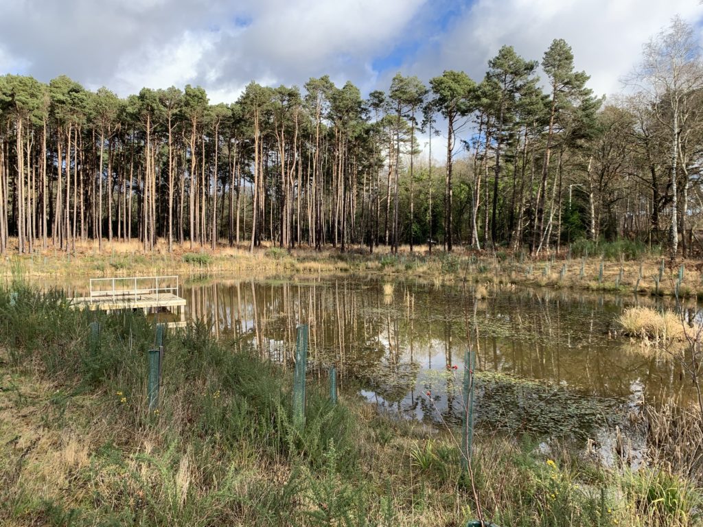 View across a pond towards tall pine trees