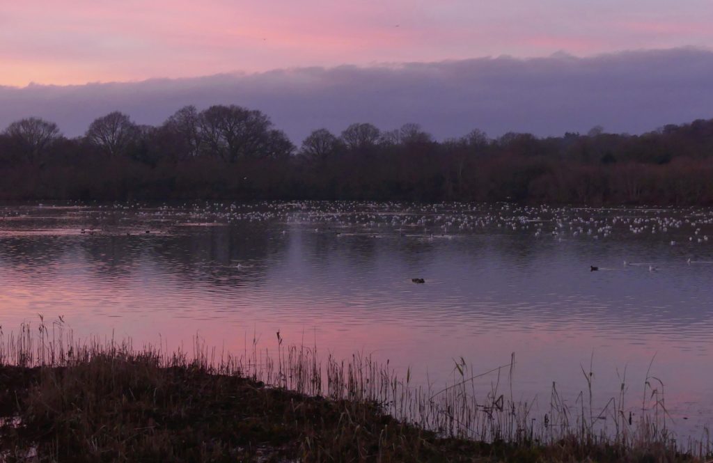 Photo of pink and purple light at sunset over the lake, with lots of birds on the water