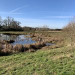 Photo of a masrshy pond, with blue sky behind