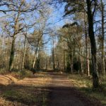 Photo of a path through birch woodland