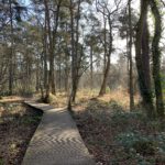 View of a boardwalk running through woodland