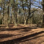 Photo of a path through mixed woodland