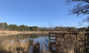 View of the pond and the viewing platform with lovely blue sky